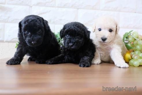 成約済の滋賀県のトイプードル-179064の2枚目