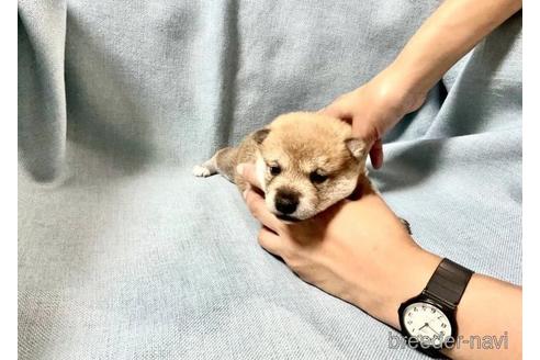 成約済の奈良県の豆柴-179065の4枚目