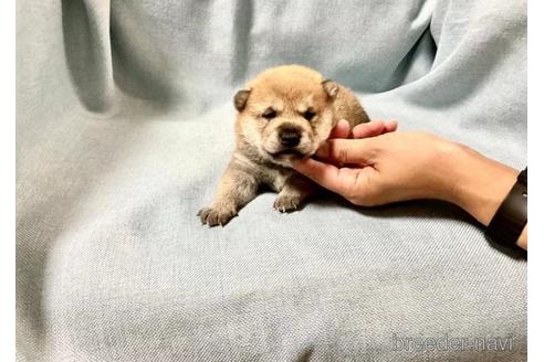 成約済の奈良県の豆柴-179065の1枚目