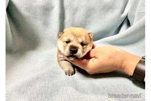 成約済の奈良県の豆柴-179065の3枚目