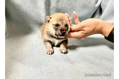 成約済の奈良県の豆柴-179066の5枚目
