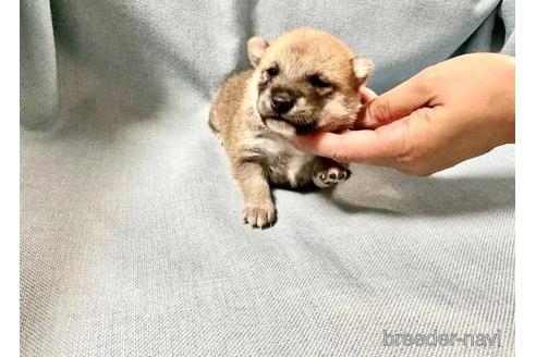 成約済の奈良県の豆柴-179066の2枚目