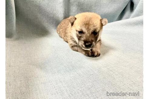 成約済の奈良県の豆柴-179066の1枚目