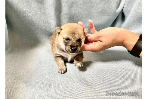 成約済の奈良県の豆柴-179066の3枚目