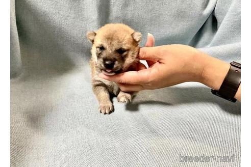 成約済の奈良県の豆柴-179066の4枚目