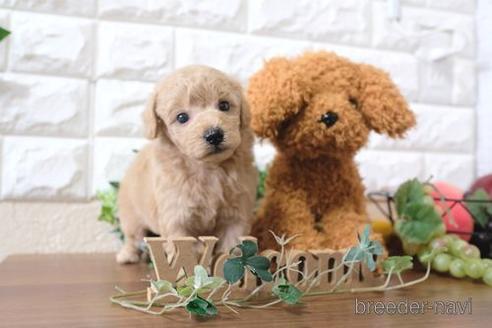 成約済の滋賀県のトイプードル-179108の1枚目