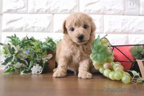 成約済の滋賀県のトイプードル-179108の5枚目