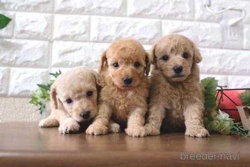 成約済の滋賀県のトイプードル-179108の2枚目