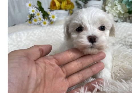 成約済の京都府のマルチーズ-179117の1枚目