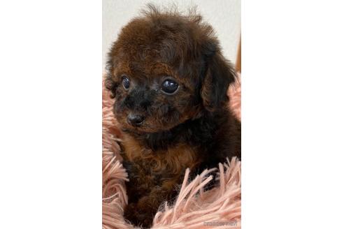 成約済の岡山県のティーカッププードル-175925の10枚目