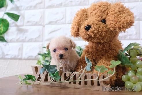 成約済の滋賀県のトイプードル-177256の1枚目