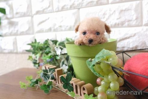 成約済の滋賀県のトイプードル-177256の7枚目