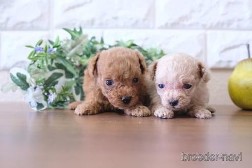 成約済の滋賀県のトイプードル-177256の4枚目