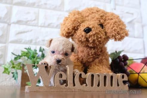 成約済の滋賀県のトイプードル-177256の3枚目