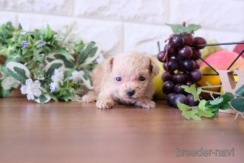 成約済の滋賀県のトイプードル-177256の2枚目