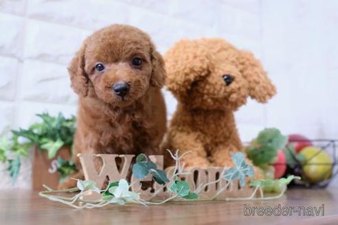 成約済の滋賀県のトイプードル-177263