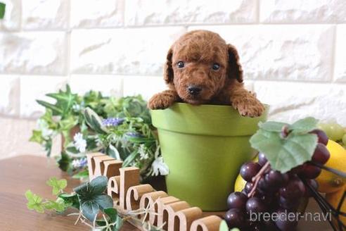 成約済の滋賀県のトイプードル-177263の2枚目