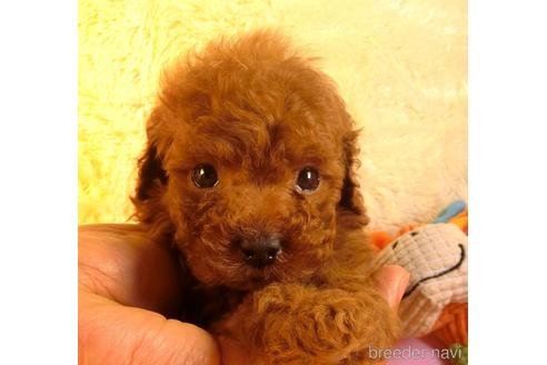 成約済の茨城県のトイプードル-179131の1枚目