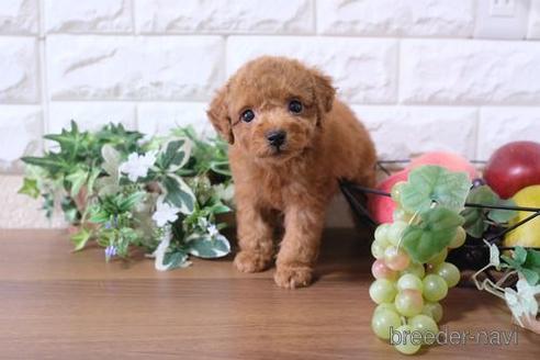 成約済の滋賀県のトイプードル-177267