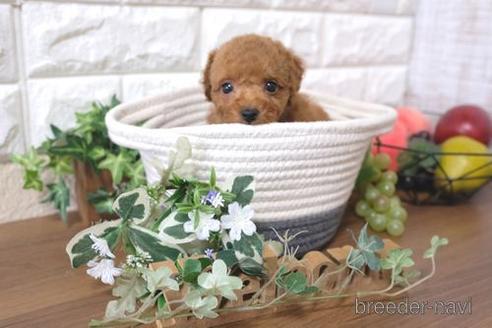 成約済の滋賀県のトイプードル-177267の7枚目