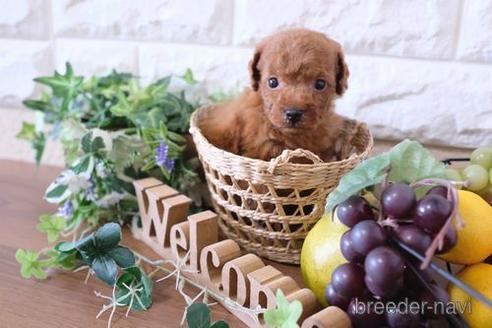 成約済の滋賀県のトイプードル-177267の3枚目