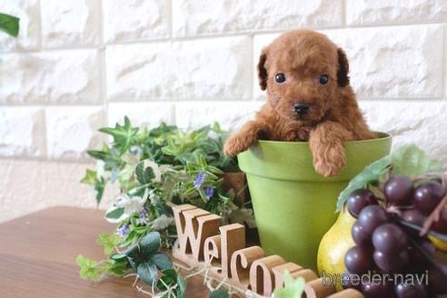 成約済の滋賀県のトイプードル-177267の2枚目