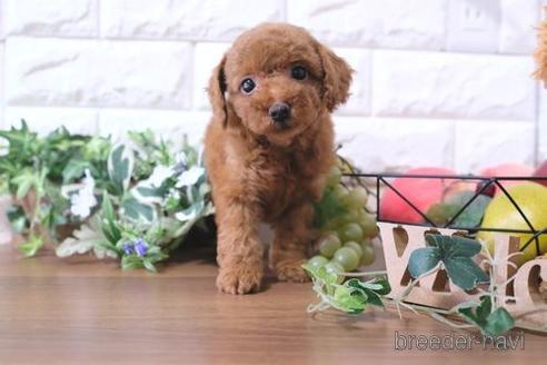 成約済の滋賀県のトイプードル-177270