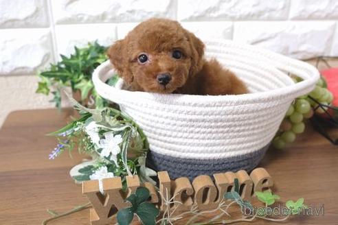 成約済の滋賀県のトイプードル-177270の7枚目