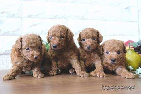 成約済の滋賀県のトイプードル-177270の4枚目