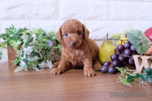 成約済の滋賀県のトイプードル-177270の3枚目