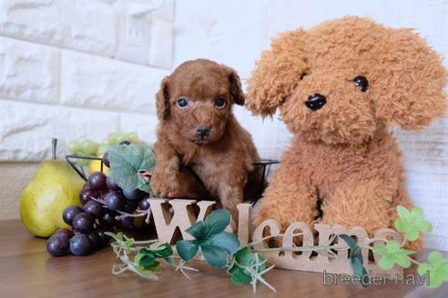 成約済の滋賀県のトイプードル-177270の2枚目