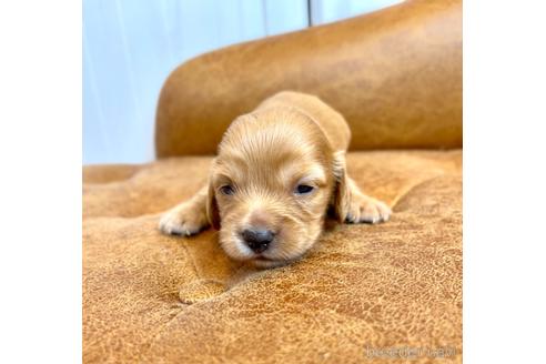 成約済の福岡県のカニンヘンダックスフンド(ロングヘアード)-177035の1枚目