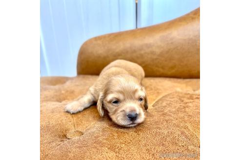 成約済の福岡県のカニンヘンダックスフンド(ロングヘアード)-177035の3枚目