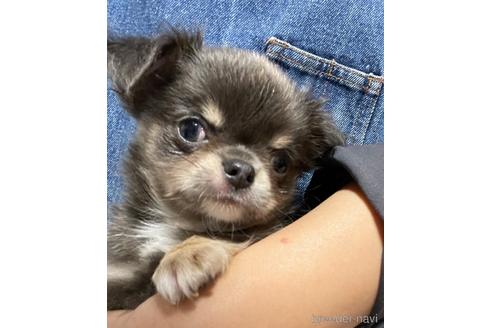 成約済の兵庫県のチワワ(ロングコート)-176708の5枚目