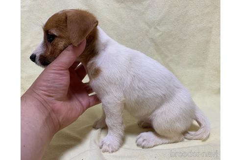 成約済の福島県のジャックラッセルテリア-179166の3枚目