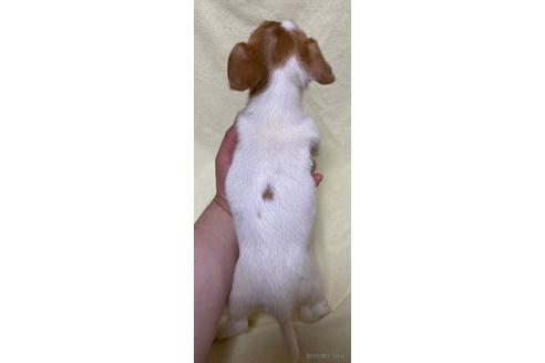 成約済の福島県のジャックラッセルテリア-179166の2枚目