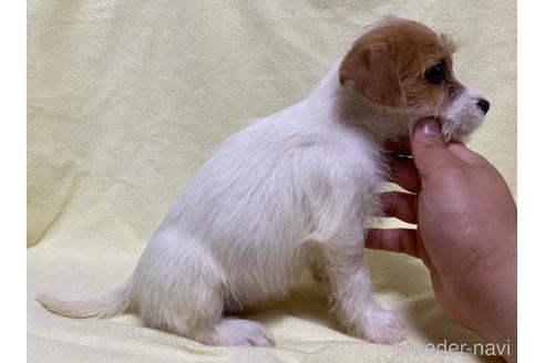 成約済の福島県のジャックラッセルテリア-179167の2枚目