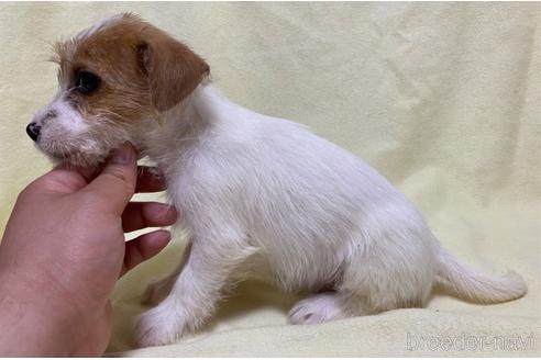 成約済の福島県のジャックラッセルテリア-179167の3枚目