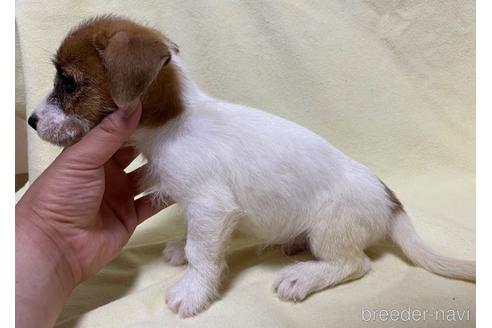 成約済の福島県のジャックラッセルテリア-179168の3枚目