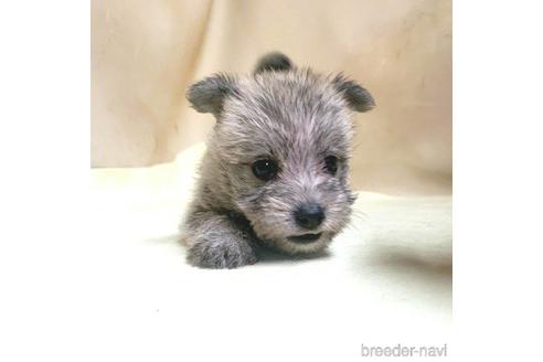 成約済の茨城県のミックス犬-176635の9枚目