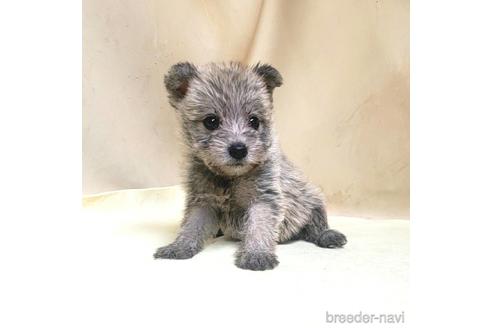 成約済の茨城県のミックス犬-176635の8枚目