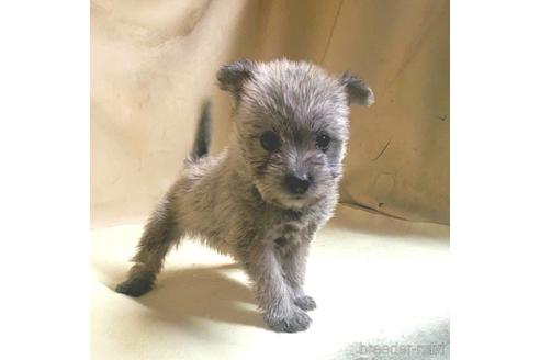 成約済の茨城県のミックス犬-176635の7枚目