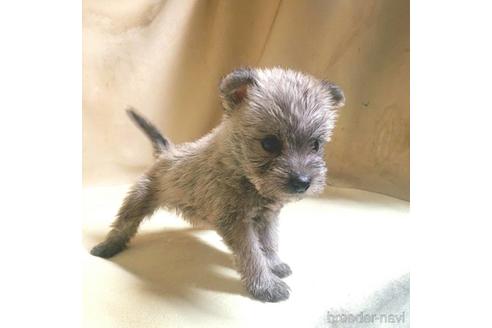 成約済の茨城県のミックス犬-176635の6枚目