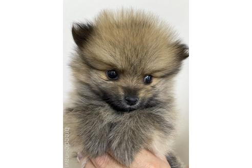 成約済の千葉県のポメラニアン-177818の1枚目