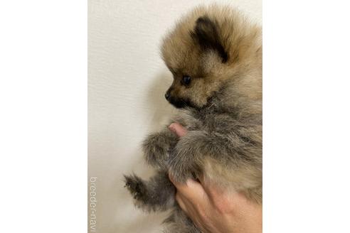 成約済の千葉県のポメラニアン-177818の5枚目