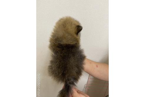 成約済の千葉県のポメラニアン-177818の4枚目