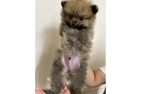 成約済の千葉県のポメラニアン-177818の3枚目