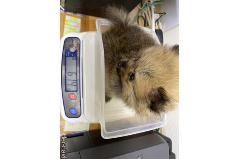成約済の千葉県のポメラニアン-177818の2枚目