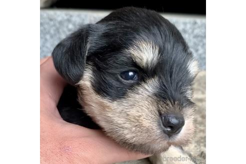 成約済の三重県のミニチュアシュナウザー-178153の5枚目