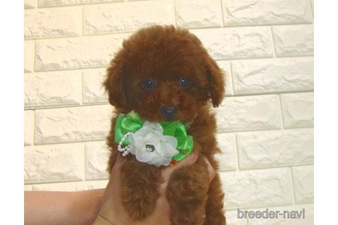 成約済の茨城県のトイプードル-179200の3枚目